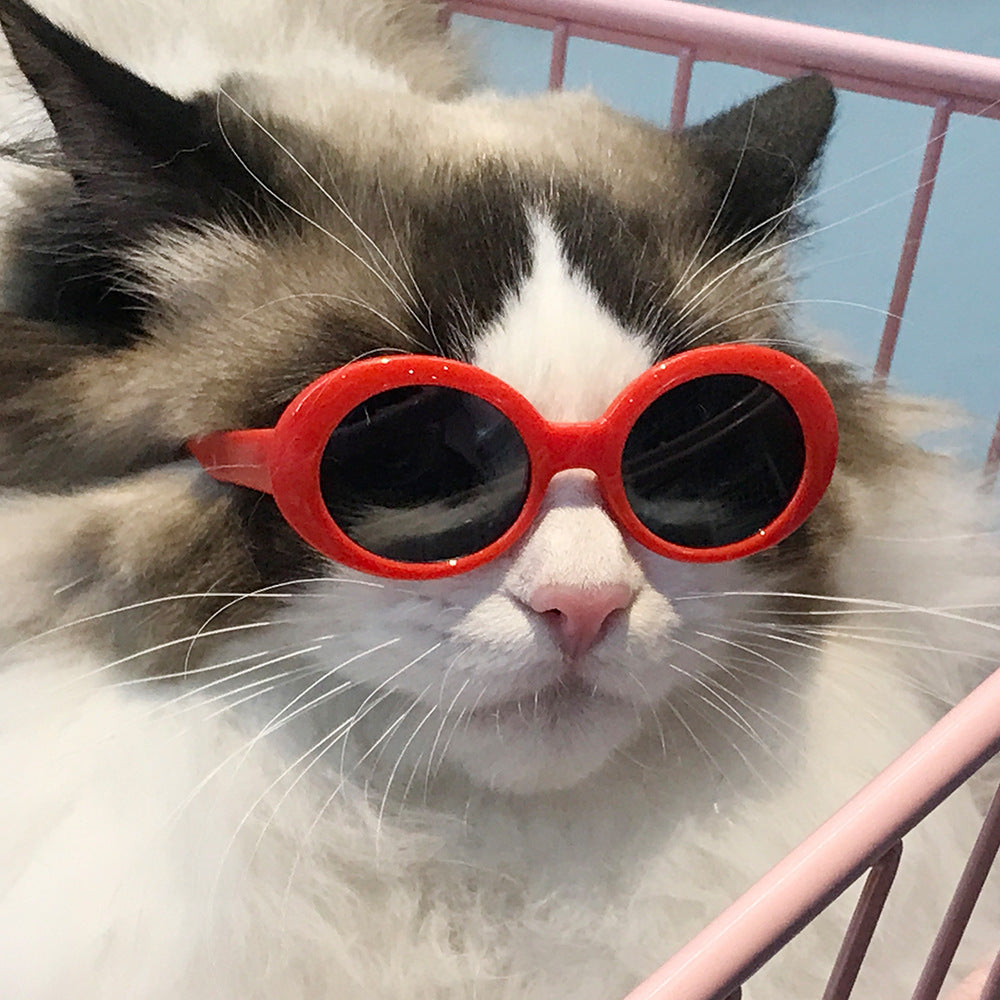Gafas de sol de PC de mascotas al por mayor